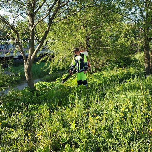 Заказать уничтожение борщевика Родники