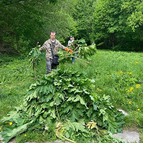 Заказать уничтожение борщевика Западная-Двина