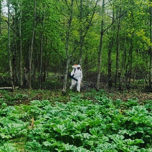 Заказать уничтожение борщевика Азнакаево