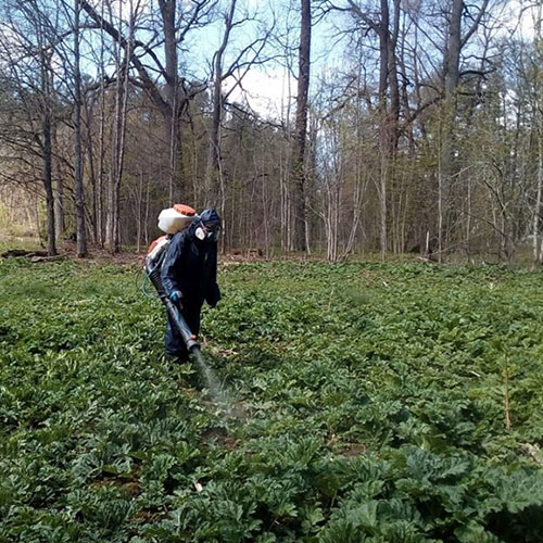 Заказать уничтожение борщевика Пыталово