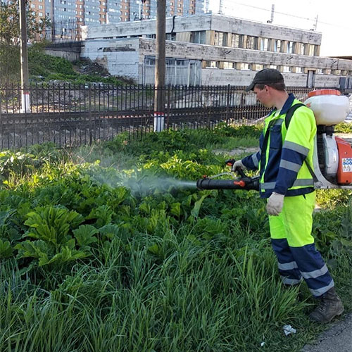 Заказать уничтожение борщевика Лахденпохья