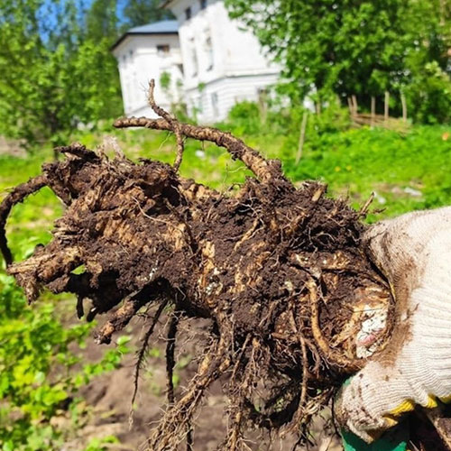 Заказать уничтожение борщевика Рыбное