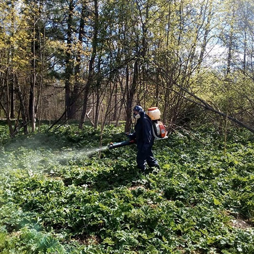 Заказать уничтожение борщевика Городец