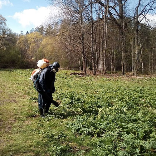 Заказать уничтожение борщевика Меленки