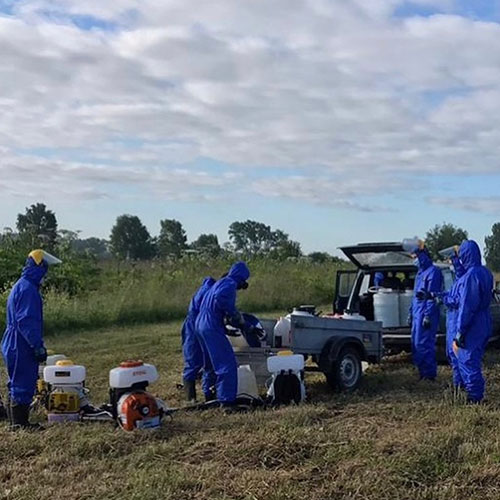 Заказать уничтожение борщевика Каргополь