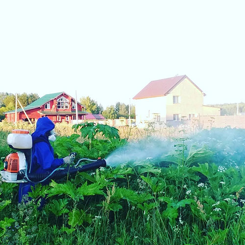 Заказать уничтожение борщевика Козьмодемьянск