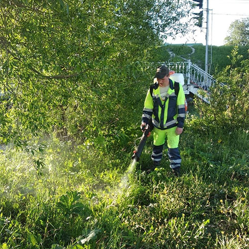 Заказать уничтожение борщевика Петрозаводск